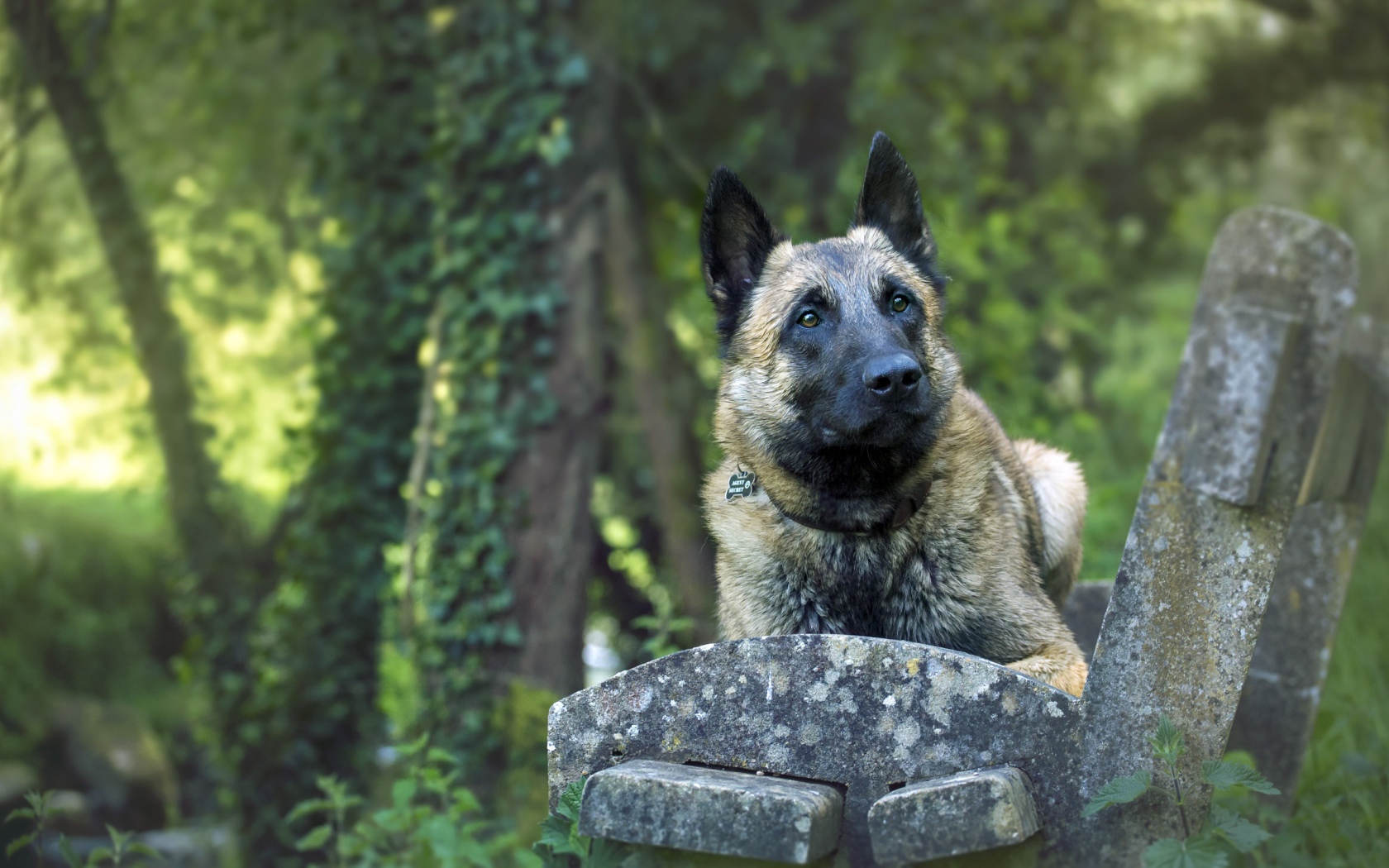 Собака породы немецкая овчарка на лавке 