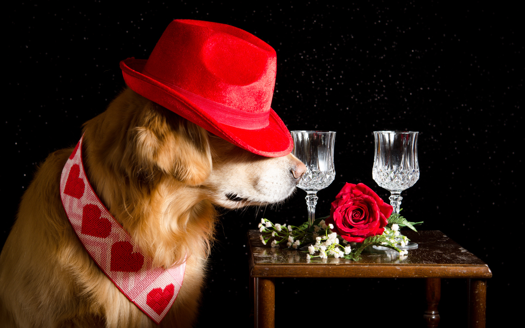 Золотистый ретривер в красной шляпе у стола