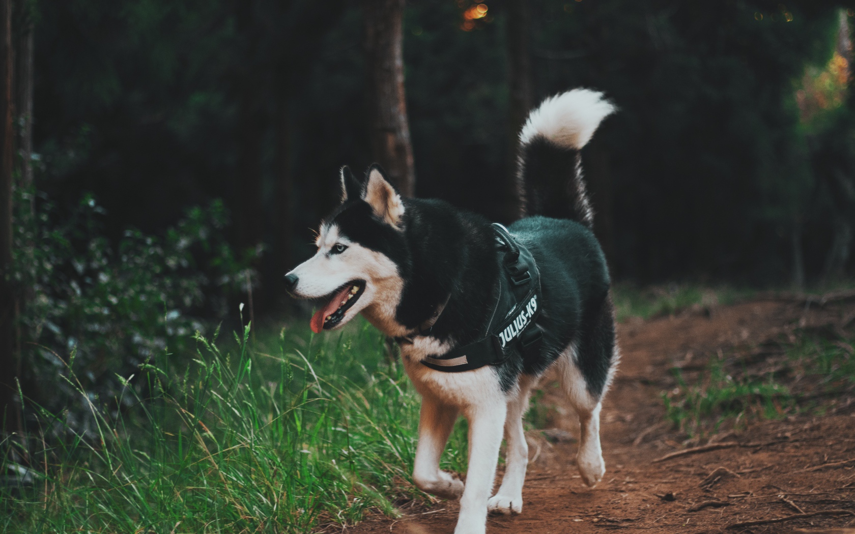 Собака породы хаски на прогулке