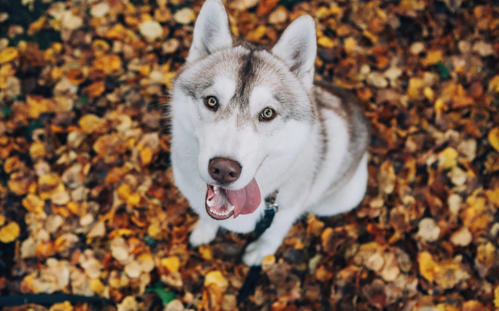 Хаски с высунутым языком смотрит на хозяина
