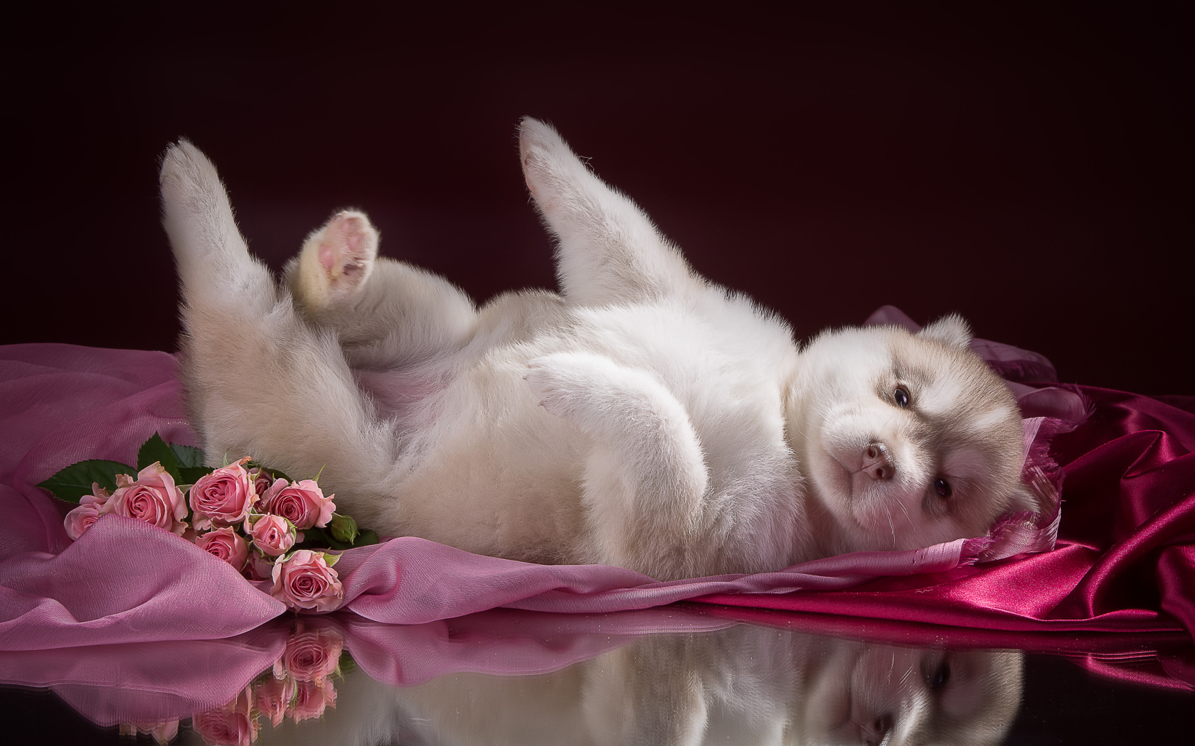 Маленький милый щенок хаски на розовом покрывале 