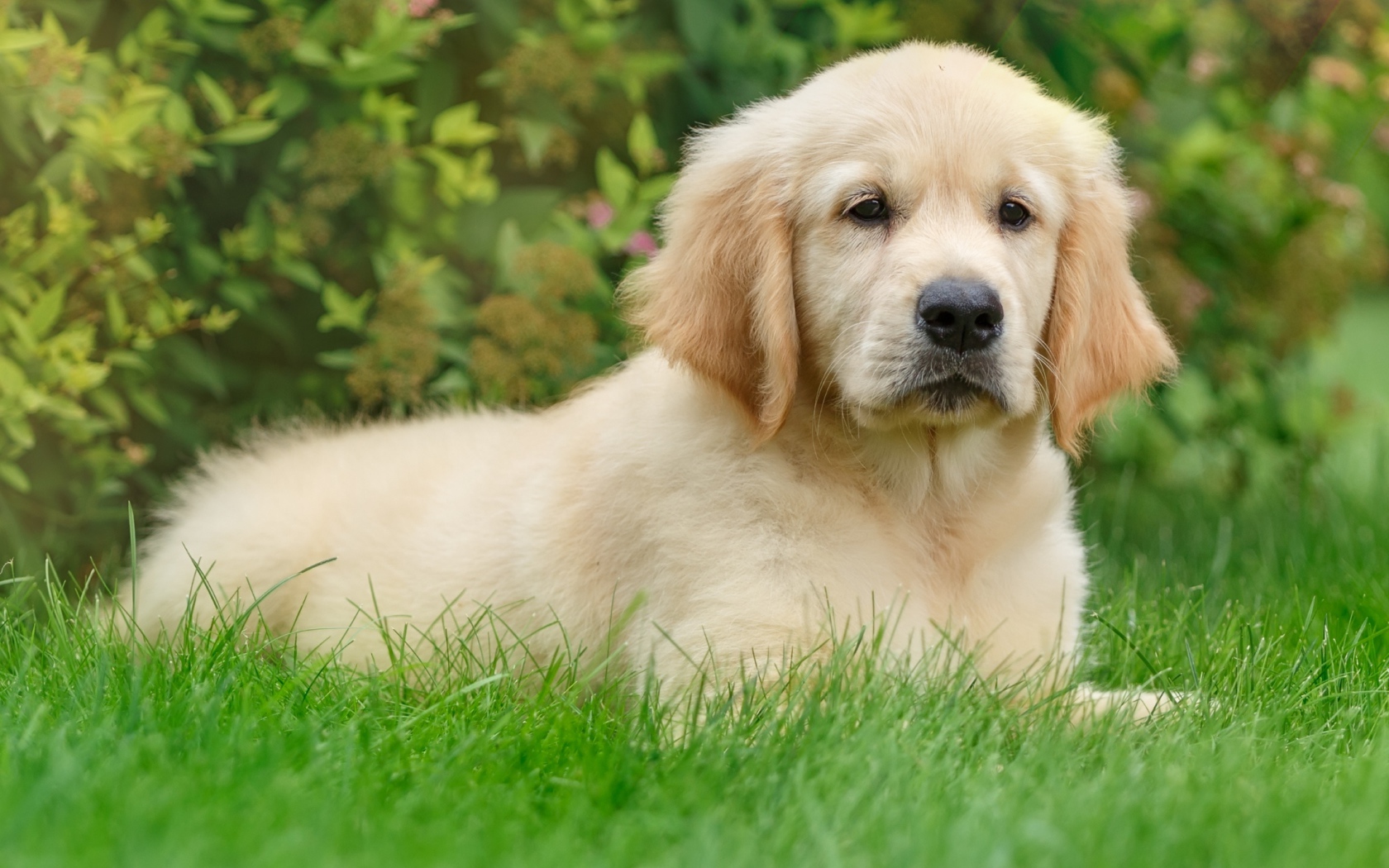 Щенок золотистого ретривера лежит на зеленой траве