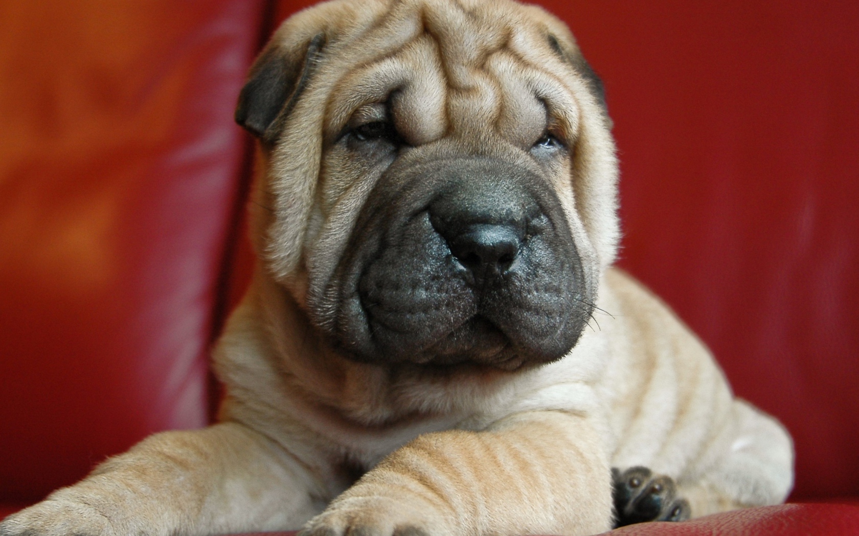 Щенок шарпея на красном фоне 