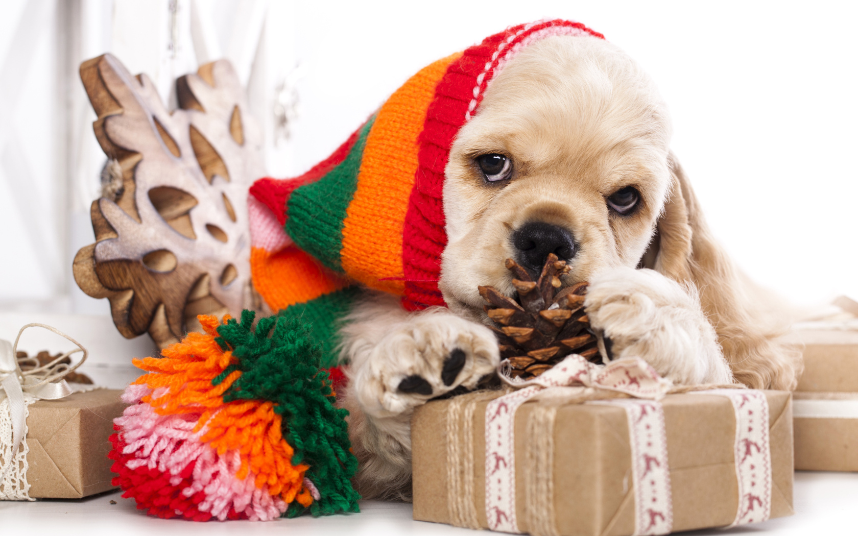 Щенок спаниеля в шапке с подарками