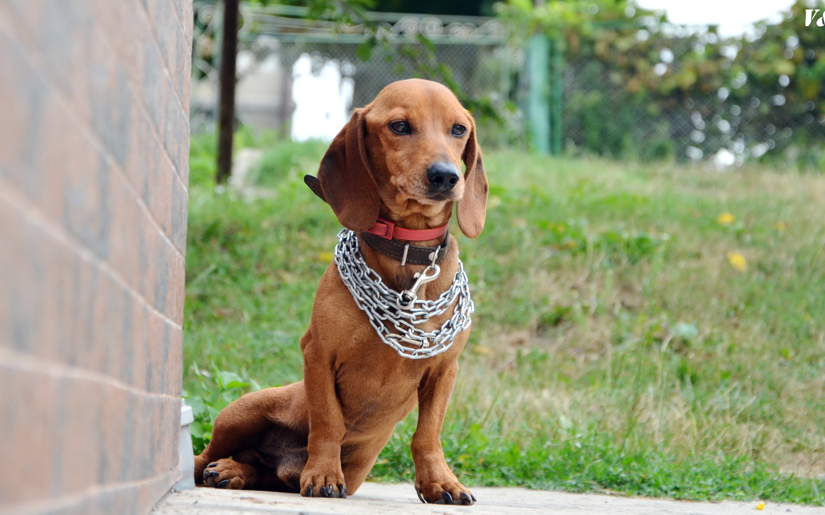 Грустная такса с цепью на шее