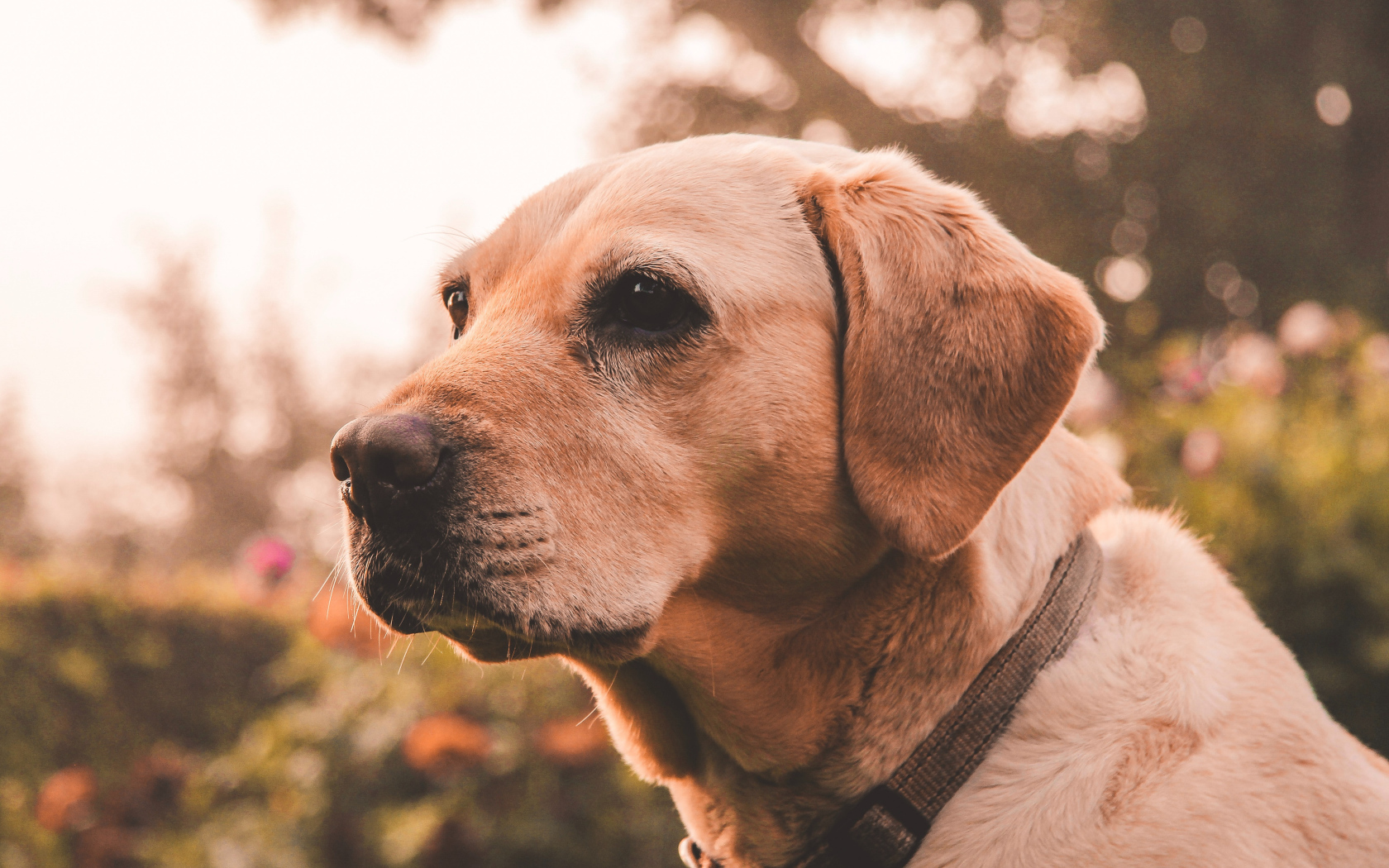 Грустная морда собаки породы золотистый ретривер