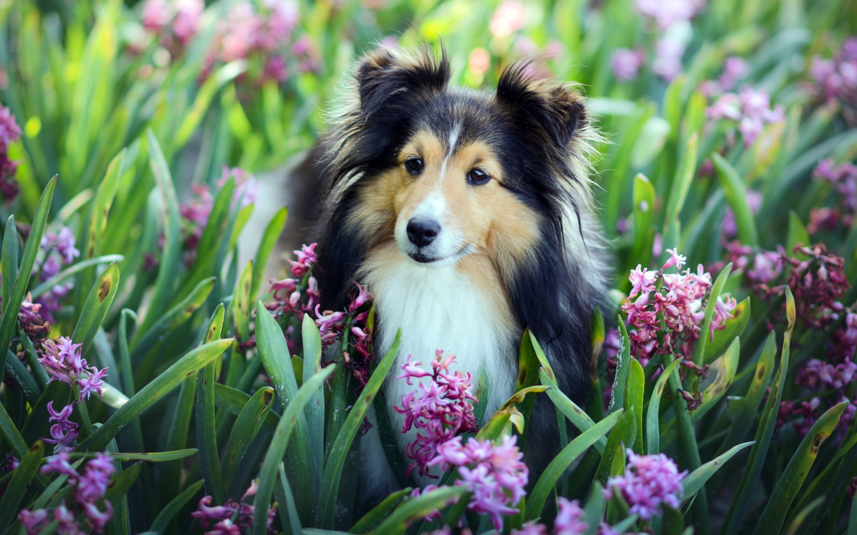 Собака породы Шелти в розовых цветах гиацинта 