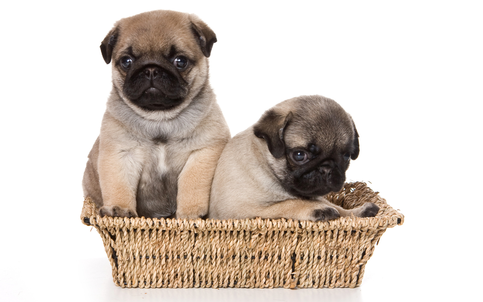 Два маленьких щенка мопса в корзине на белом фоне