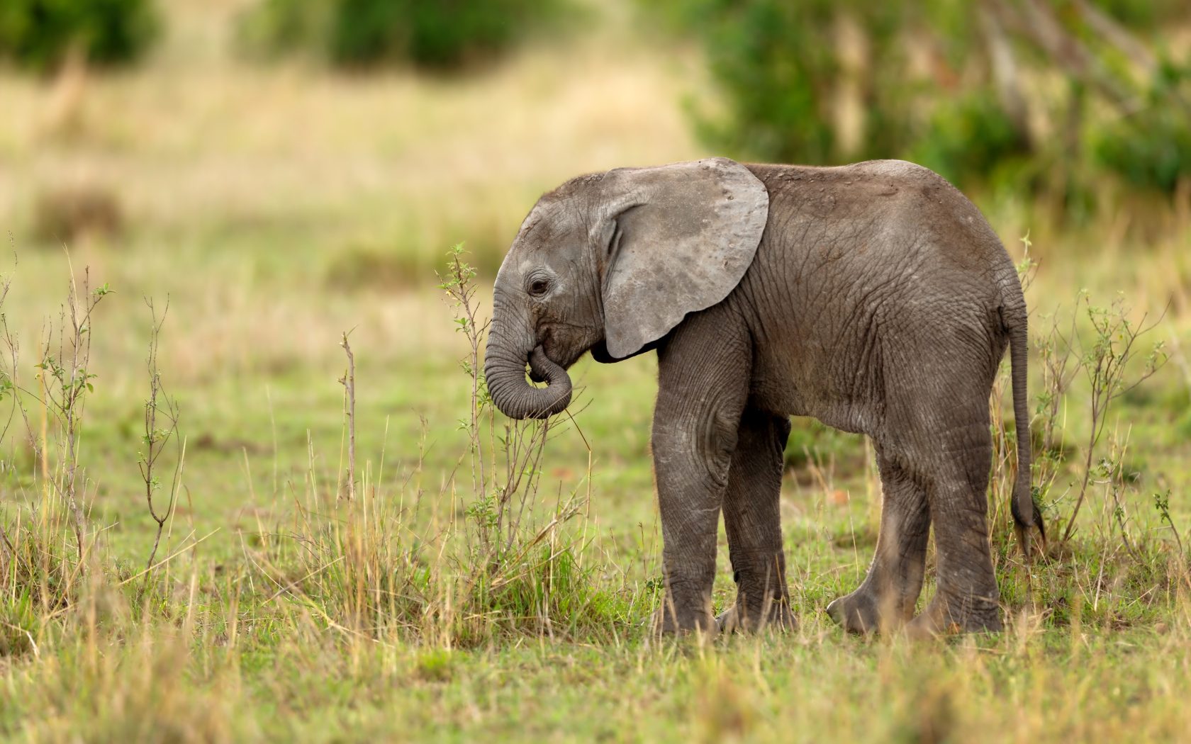Маленький серый слоненок идет по траве