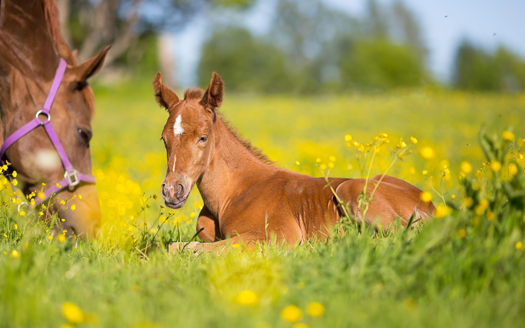 Маленький коричневый жеребенок лежит на зеленой траве 