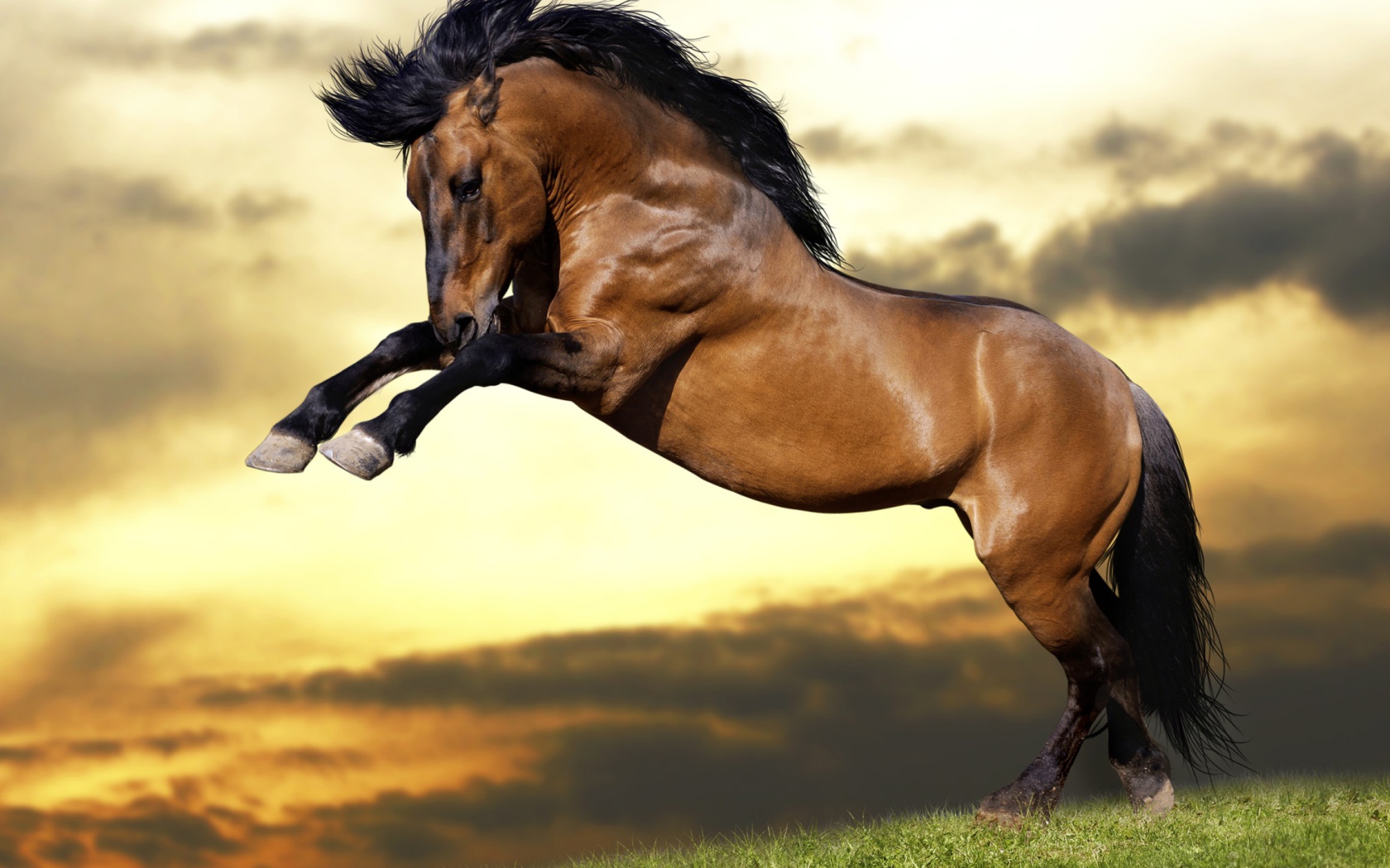 Красивый коричневый конь с черной гривой  встал на дыбы 