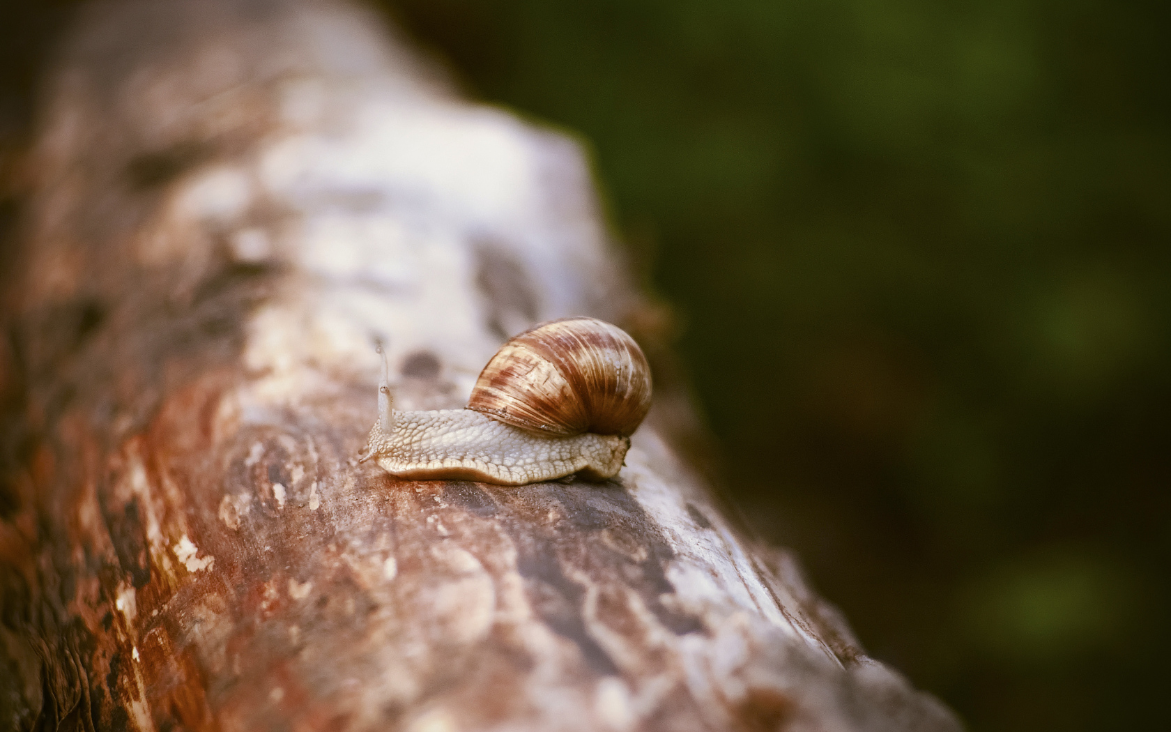 Улитка сидит на сухом стволе дерева