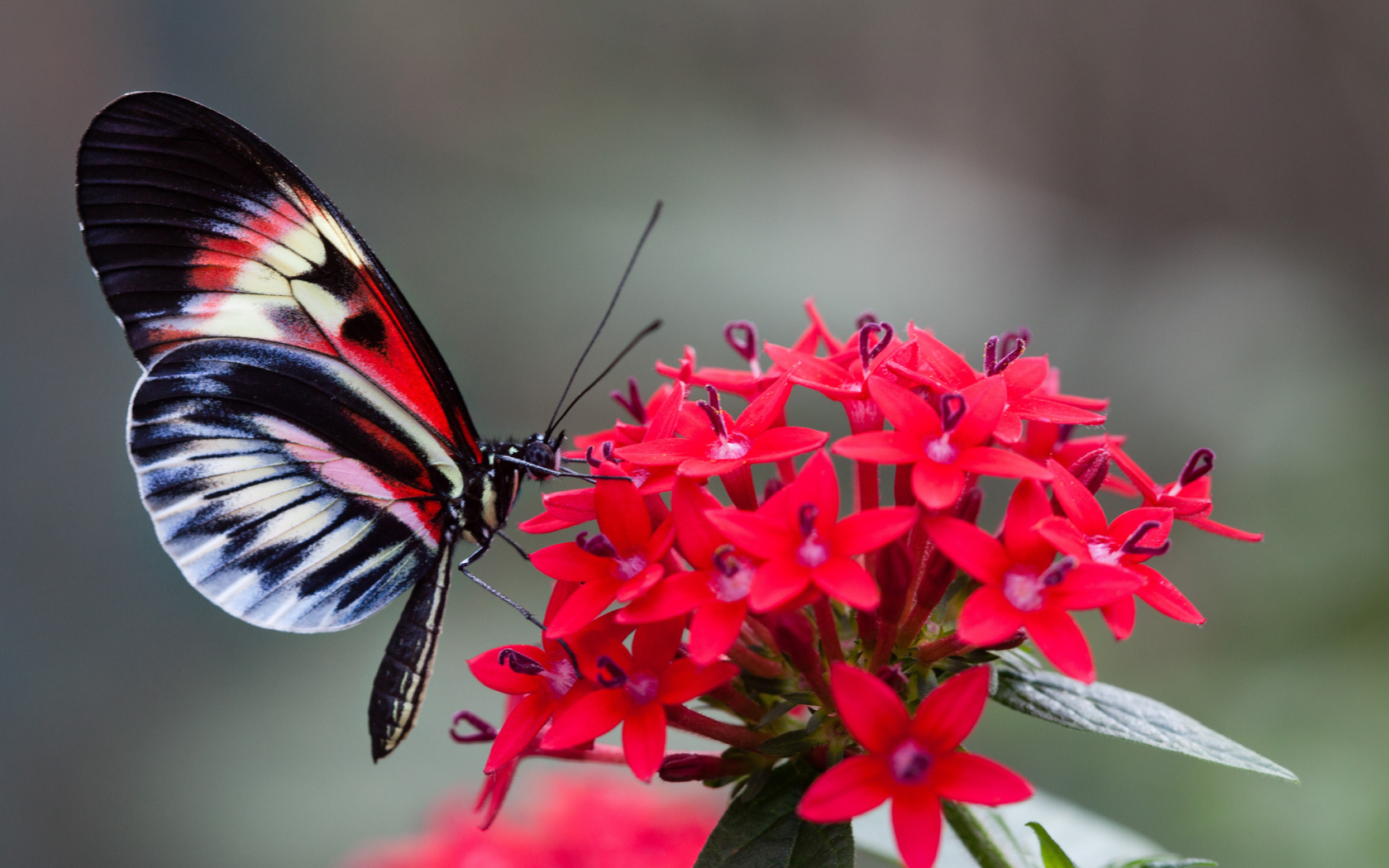 Красивая бабочка на красном цветке