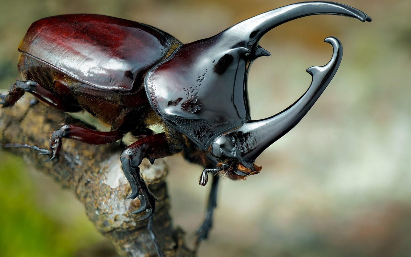 Большой коричневый жук дупляк 