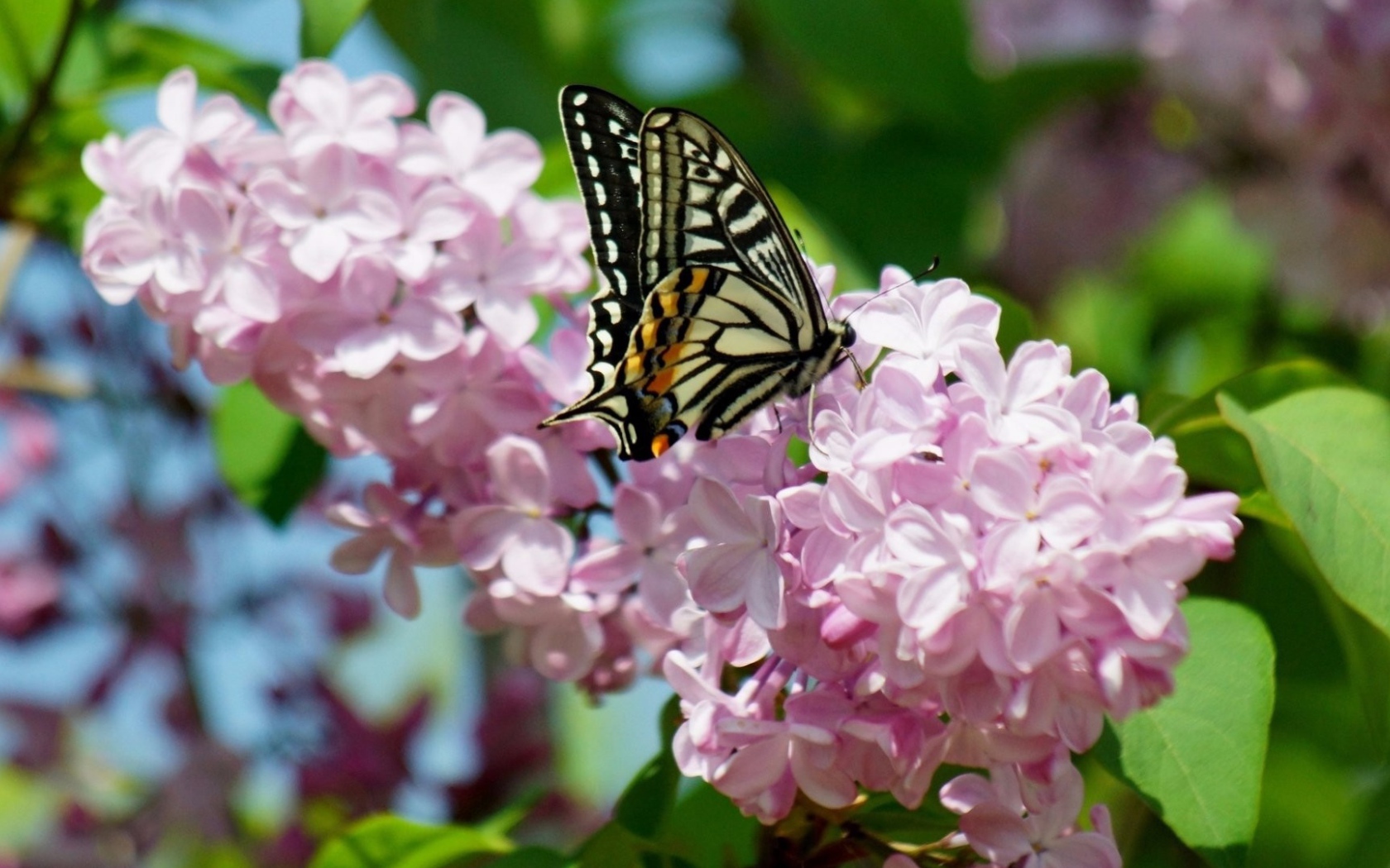 Бабочка махаон на ветке розовой сирени 