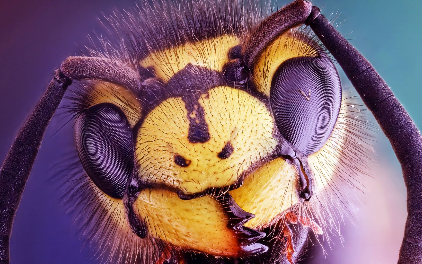 Голова осы крупным планом 