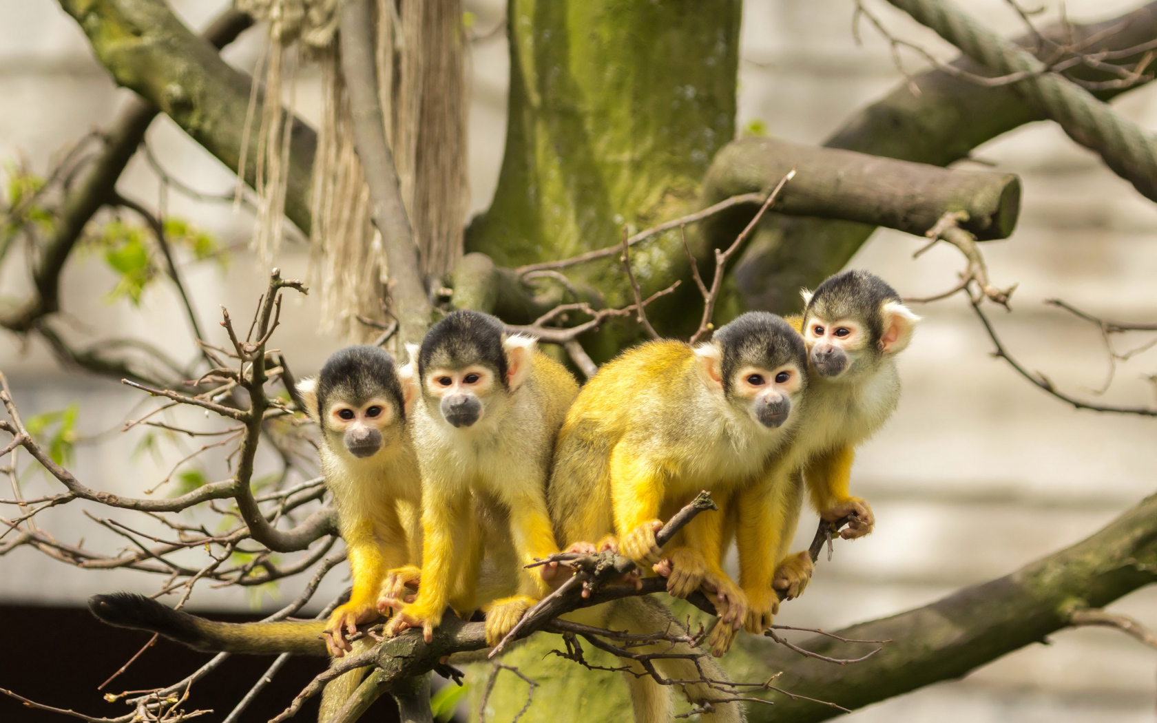 Четыре обезьянки породы Саймири на ветке