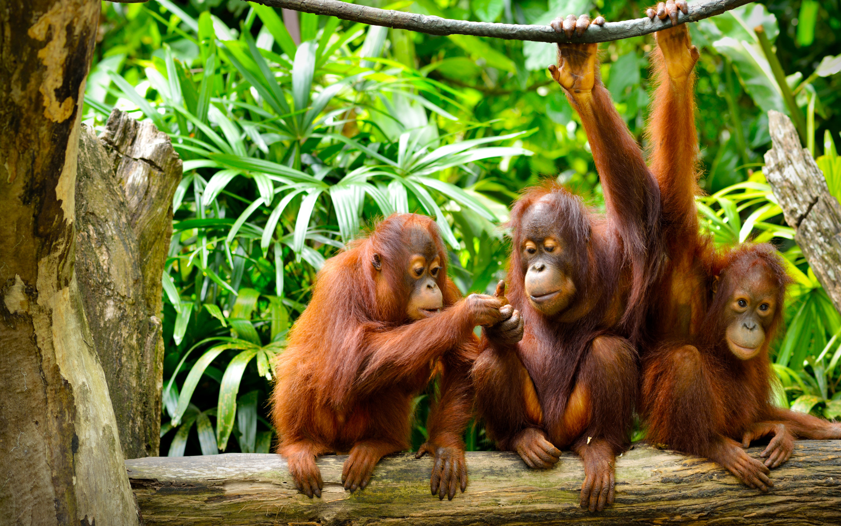 Семья орангутангов сидит на ветке