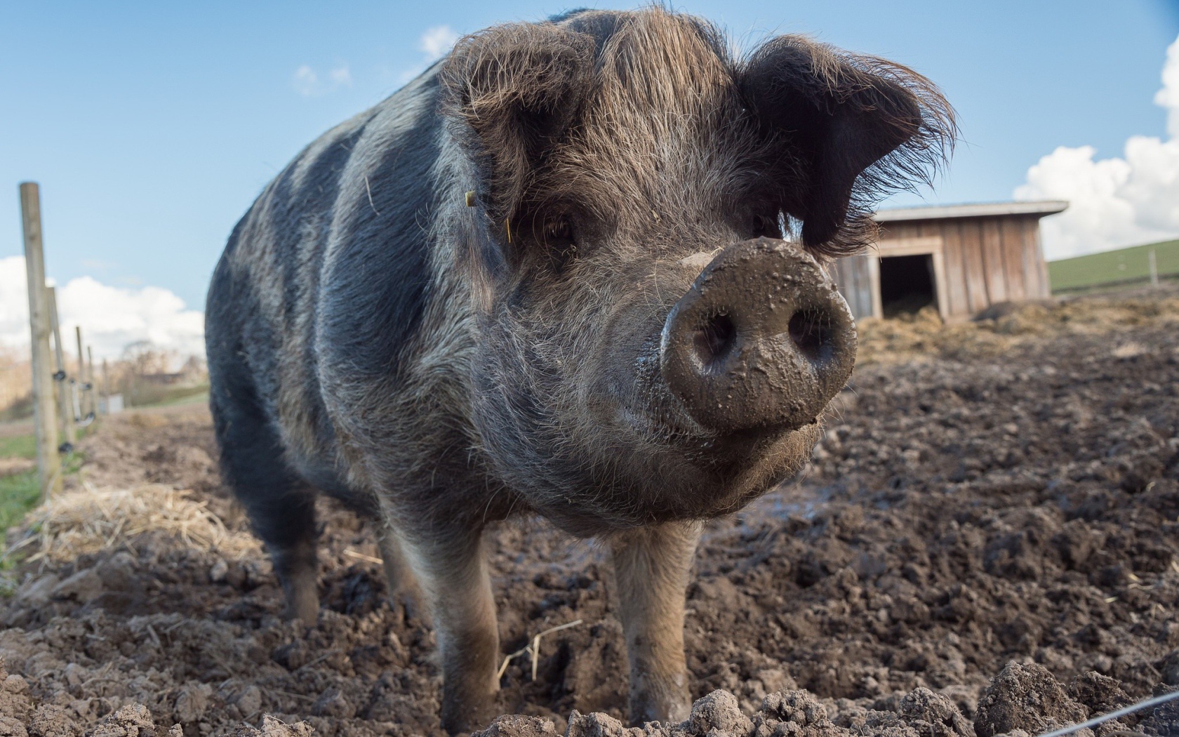 Большая свинья с грязным рылом 