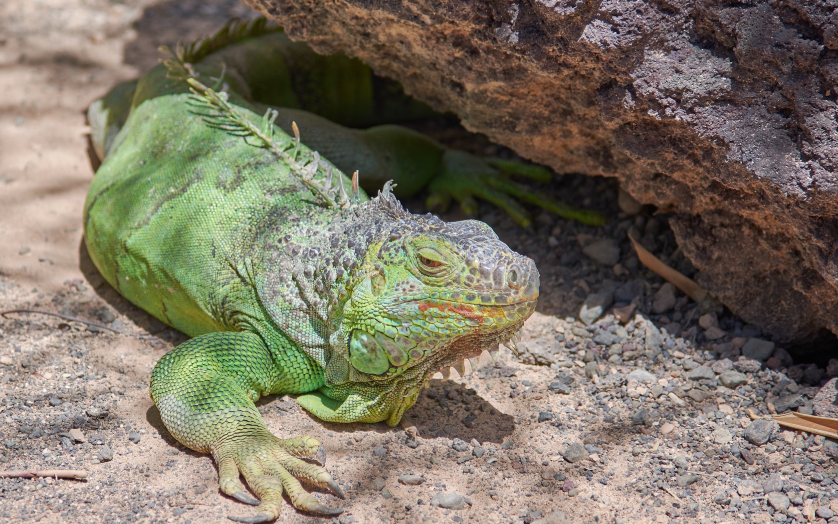 Большая зеленая игуана отдыхает на солнце