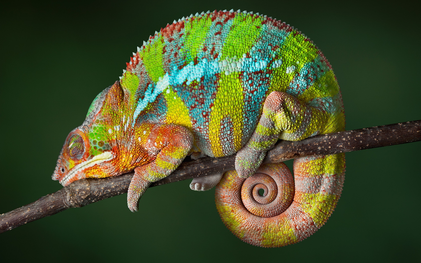 Красивый разноцветный хамелеон сидит на ветке