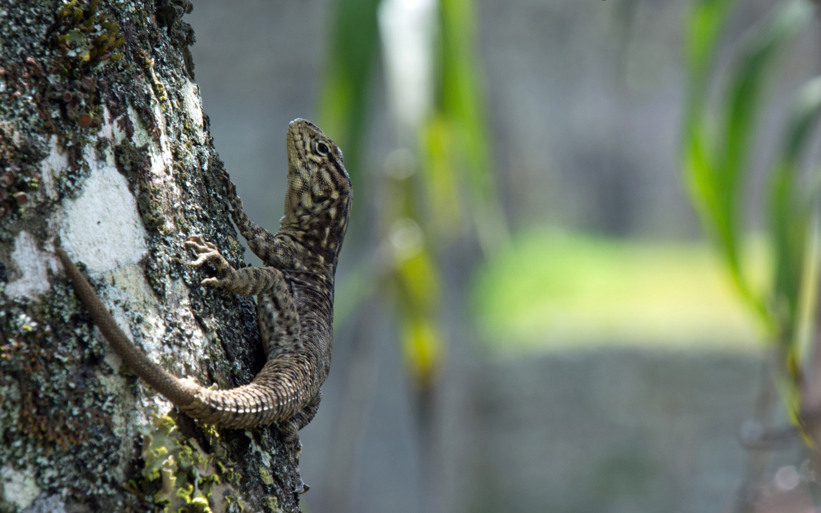 Серая ящерица на дереве 