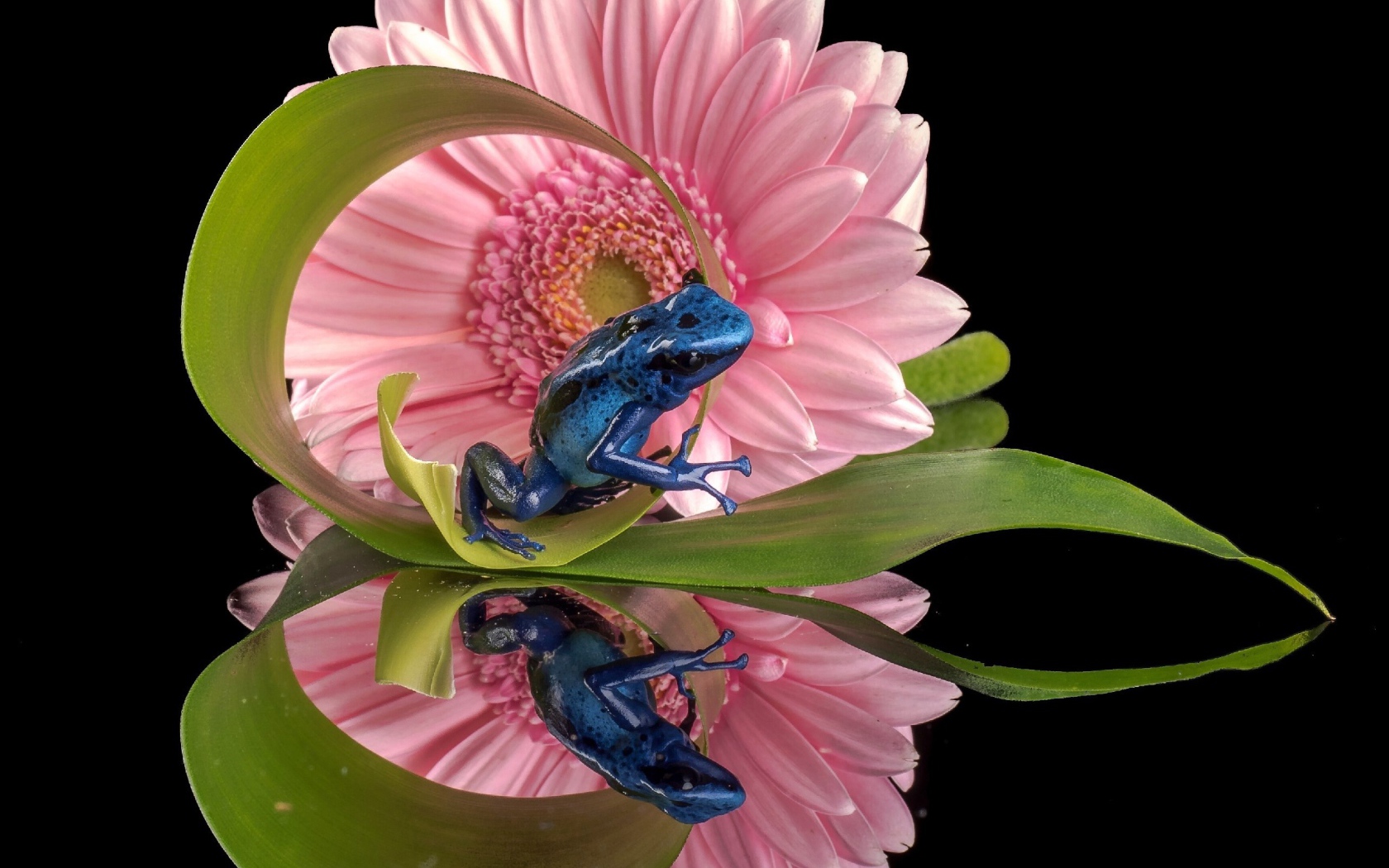 Синяя лягушка и герберы отражены в зеркальной поверхности стола