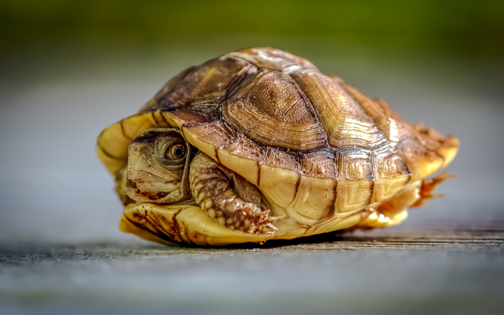 Черепаха спряталась в панцире крупным планом