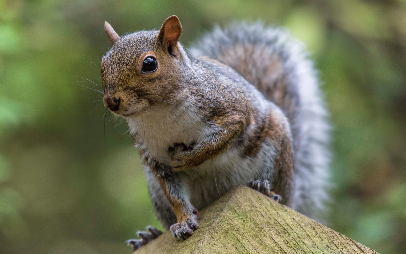 Забавная любопытная белка крупным планом
