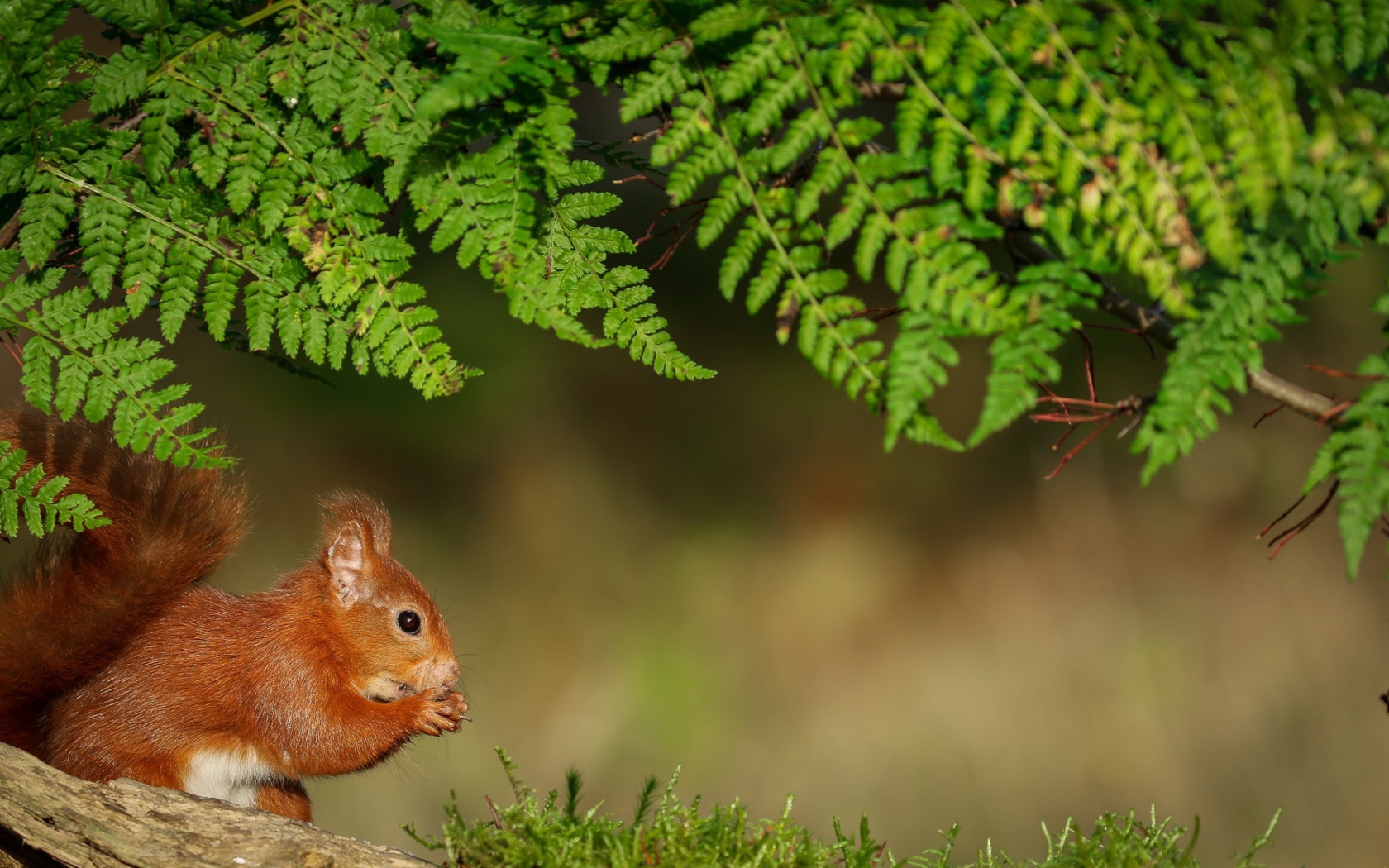 Рыжая белка сидит под зеленой веткой
