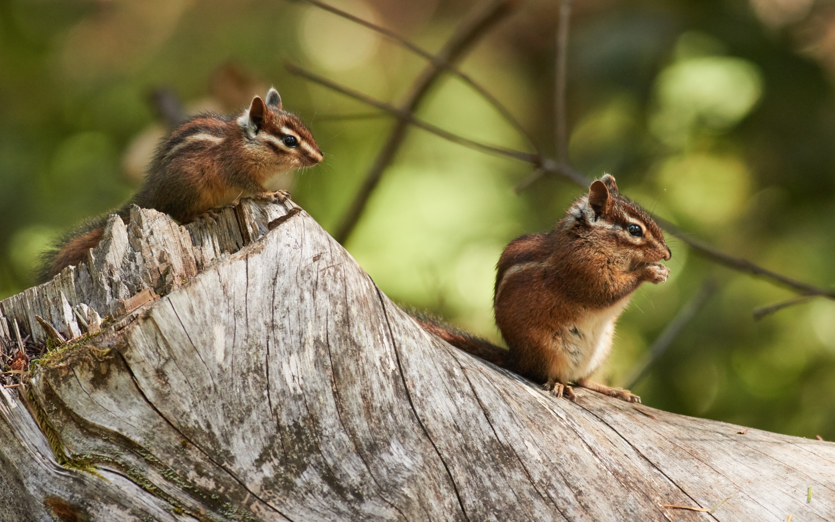 Two little chipmunks are sitting on a dry tree