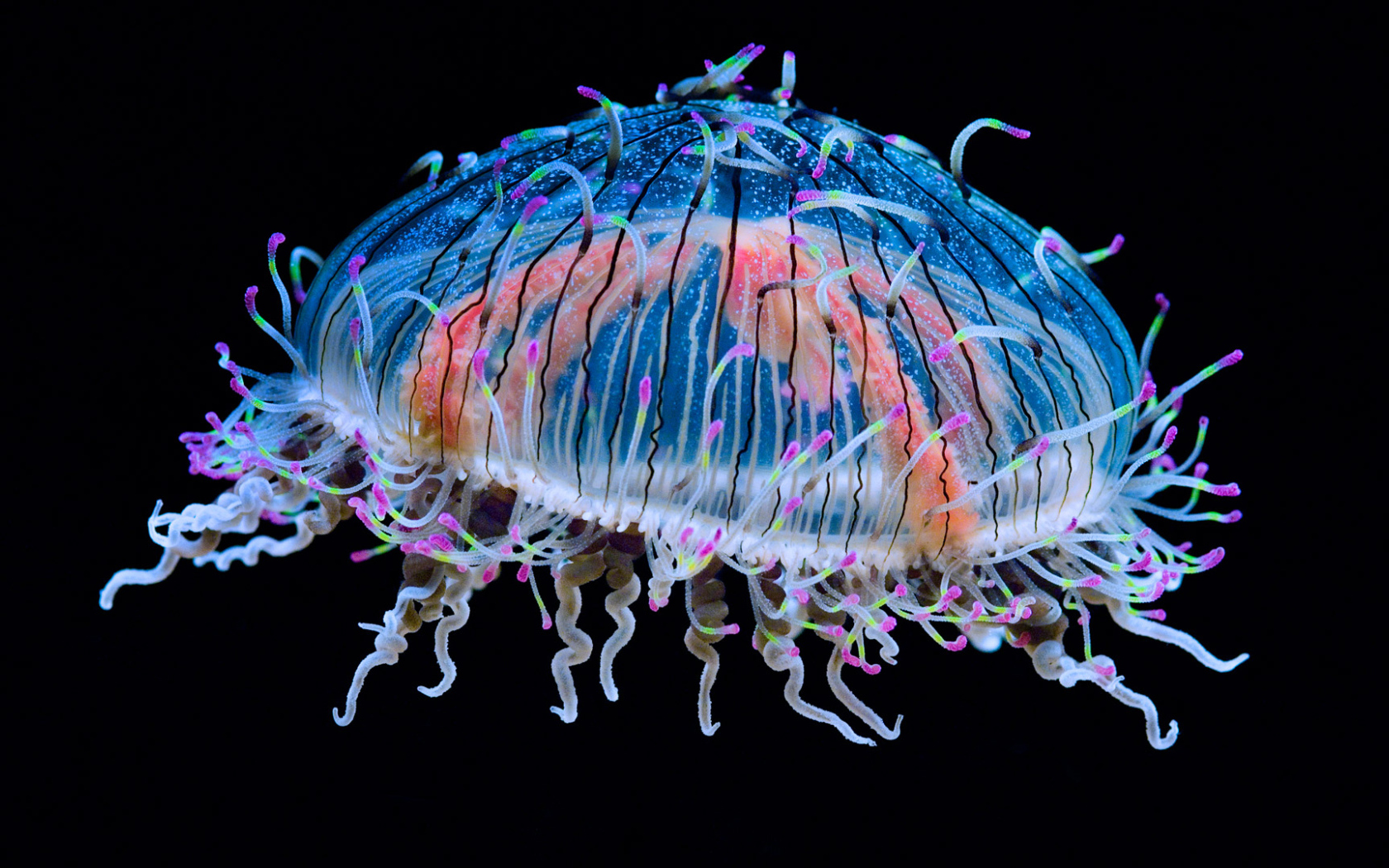 Красивая разноцветная медуза на черном фоне