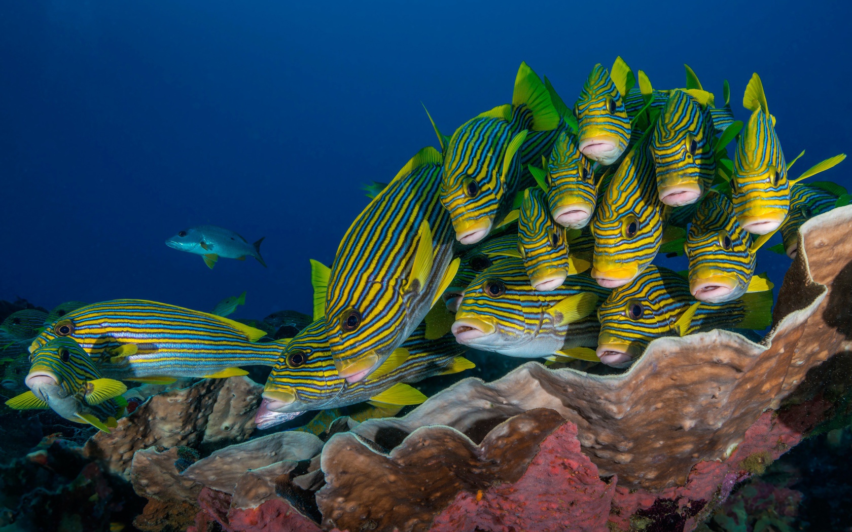 Косяк разноцветных рыб под водой