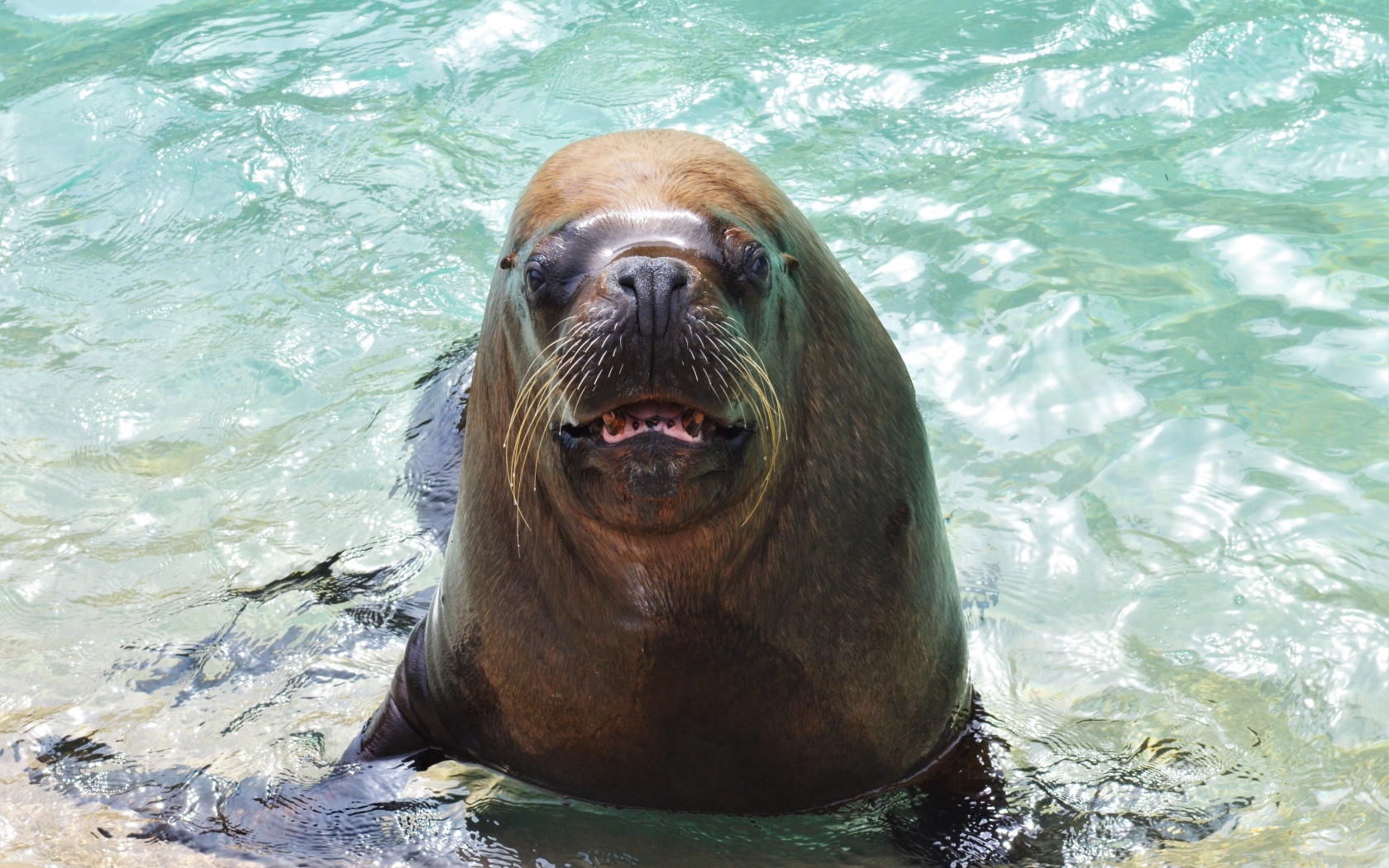 Веселый морской лев в воде 