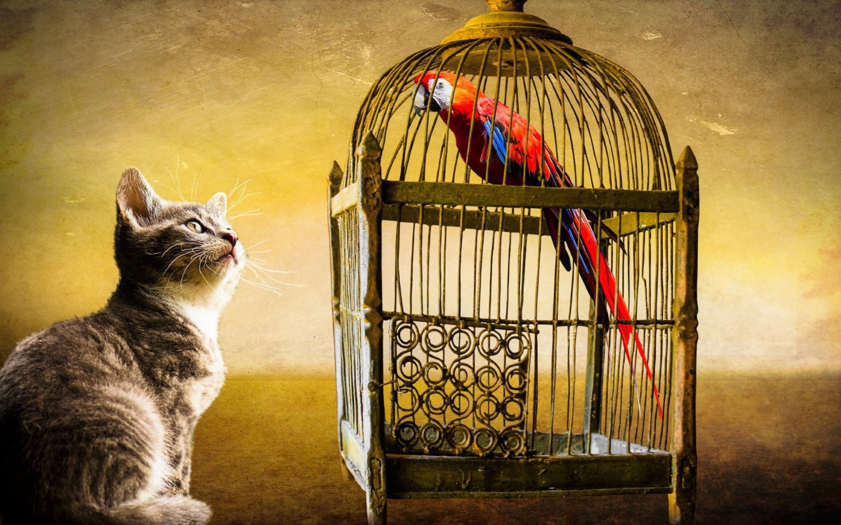 Любопытный котенок смотрит на клетку с попугаем