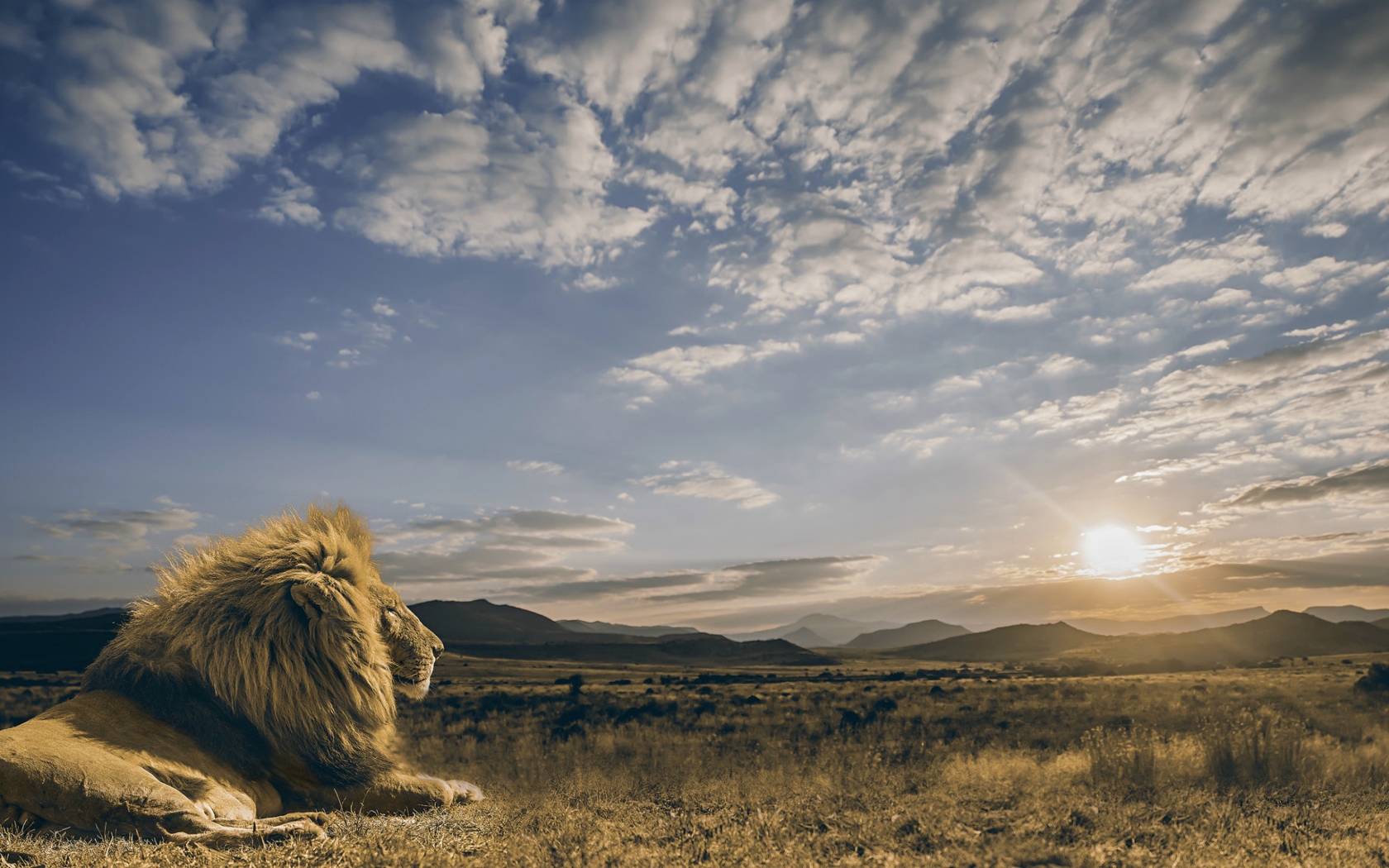 Большой лев смотрит на восход солнца в небе 