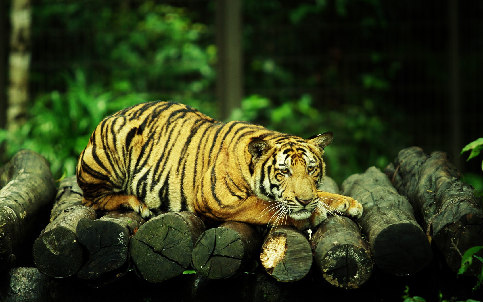 Большой грустный тигр лежит на бревнах 