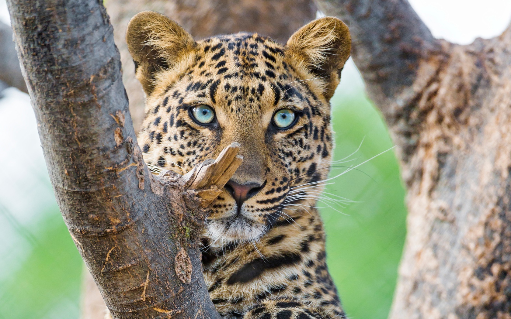 Красивый голубоглазый леопард 