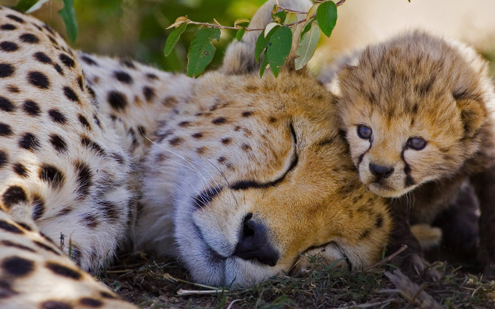 Спящий гепард с детенышем