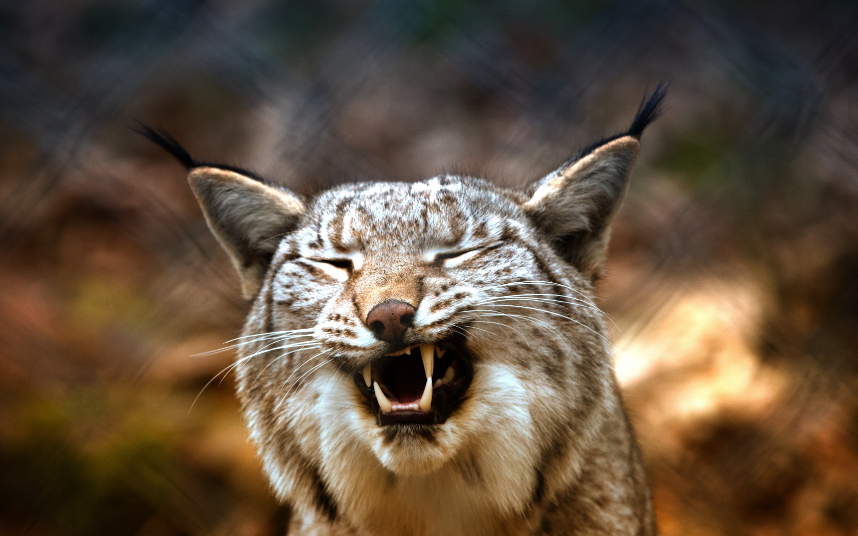 Оскал хищность рыси крупным планом