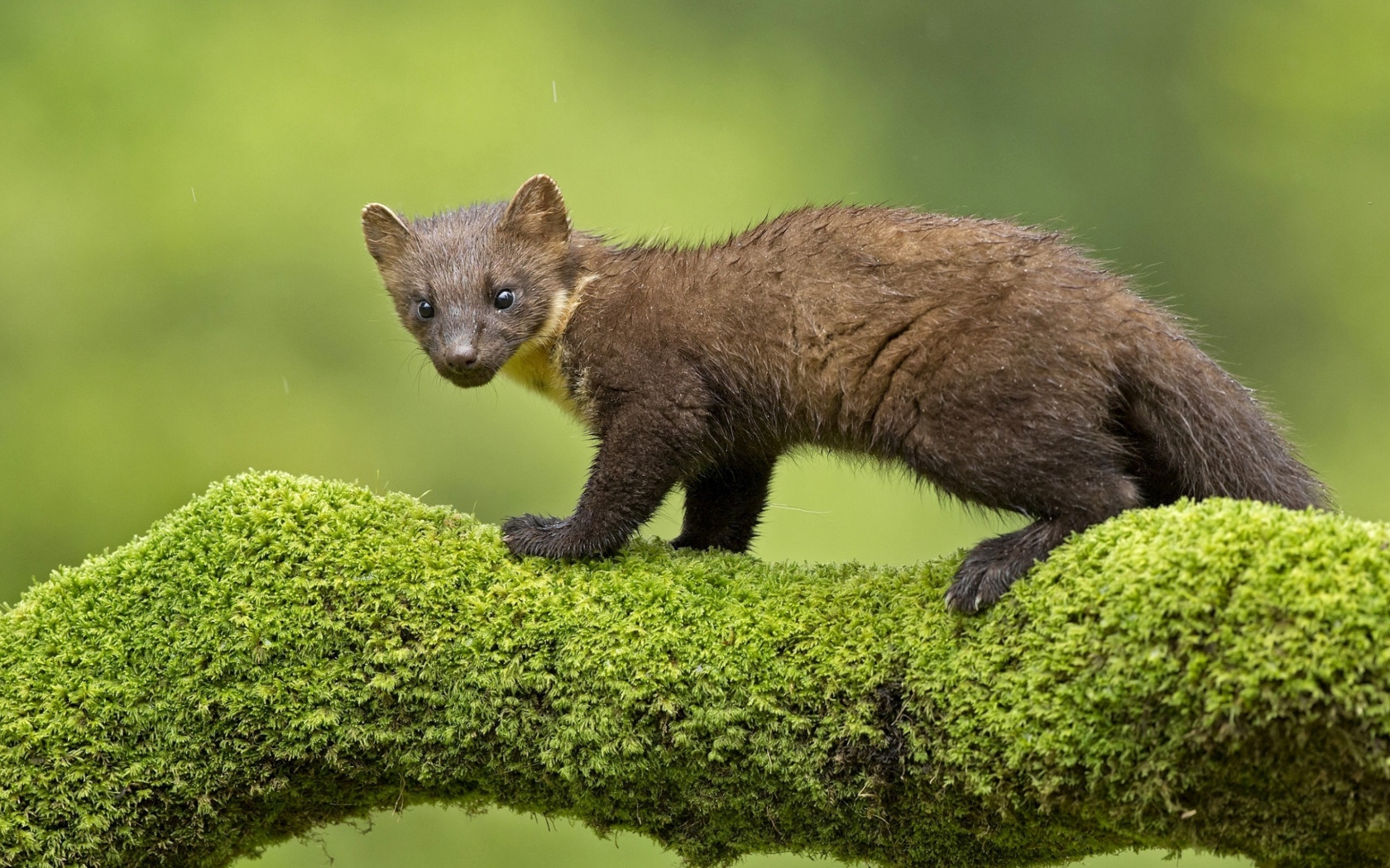 Куница стоит на покрытой мхом ветке дерева 