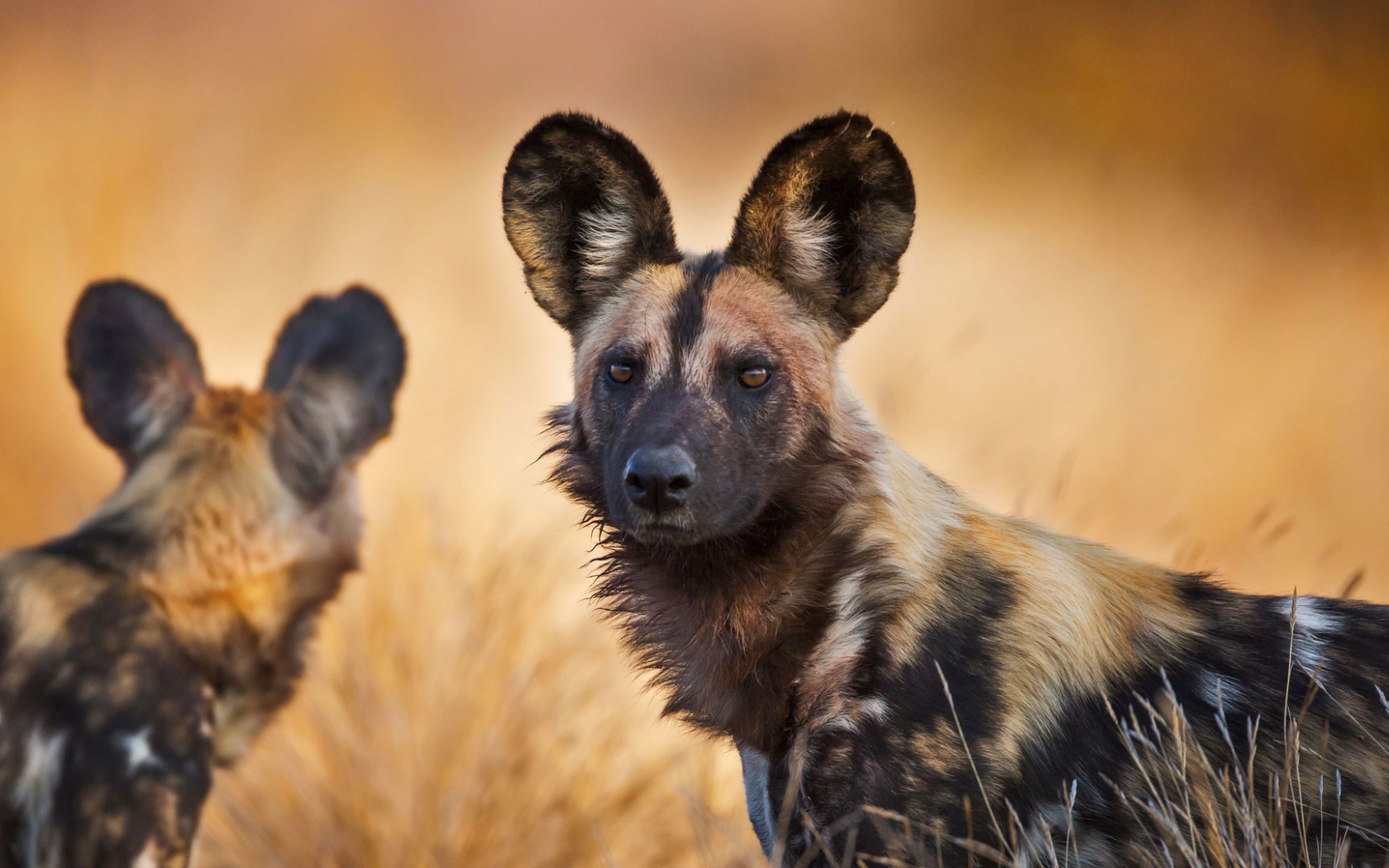 Two hyena-shaped dogs with large ears