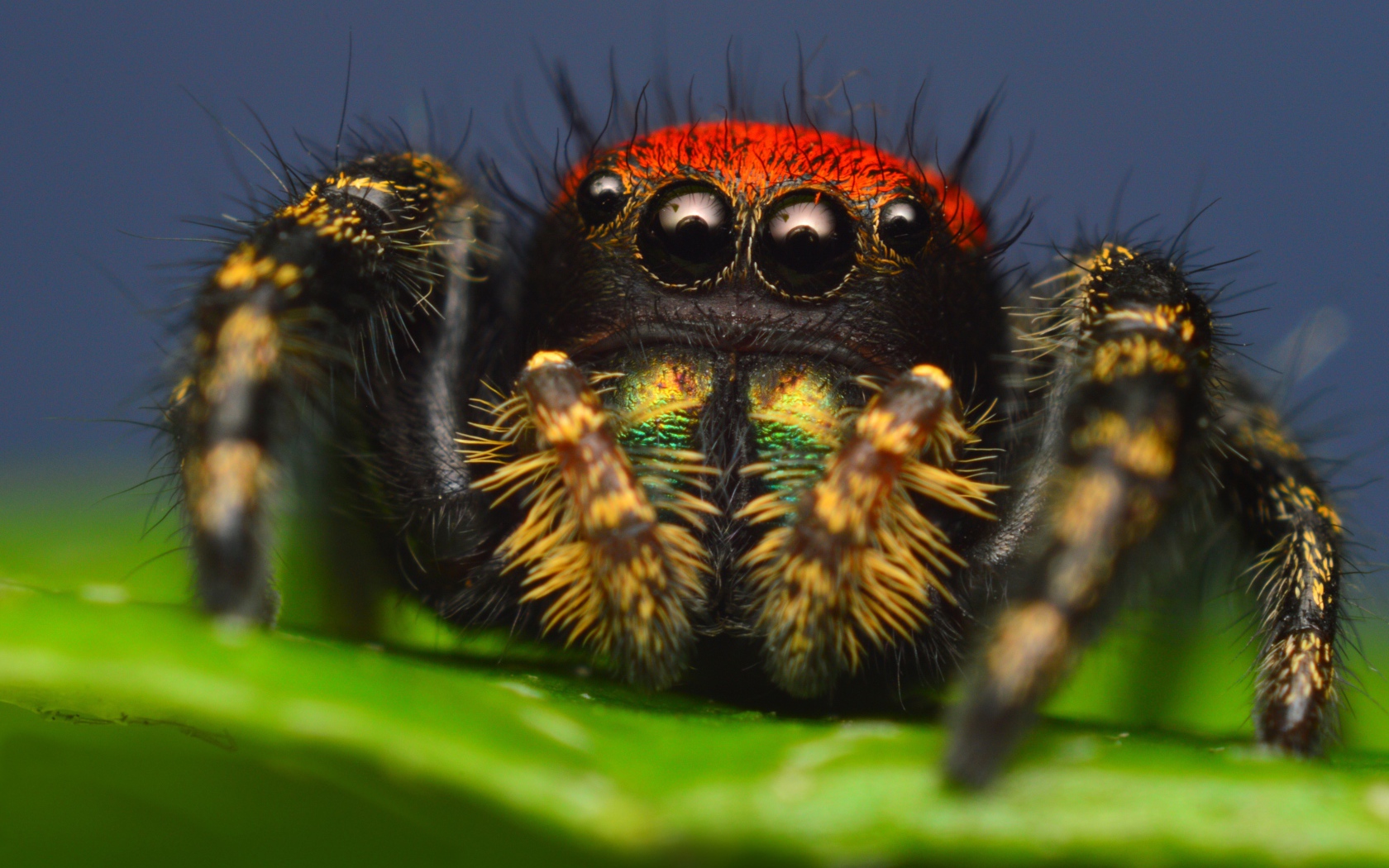 Spider with big eyes, macro shooting