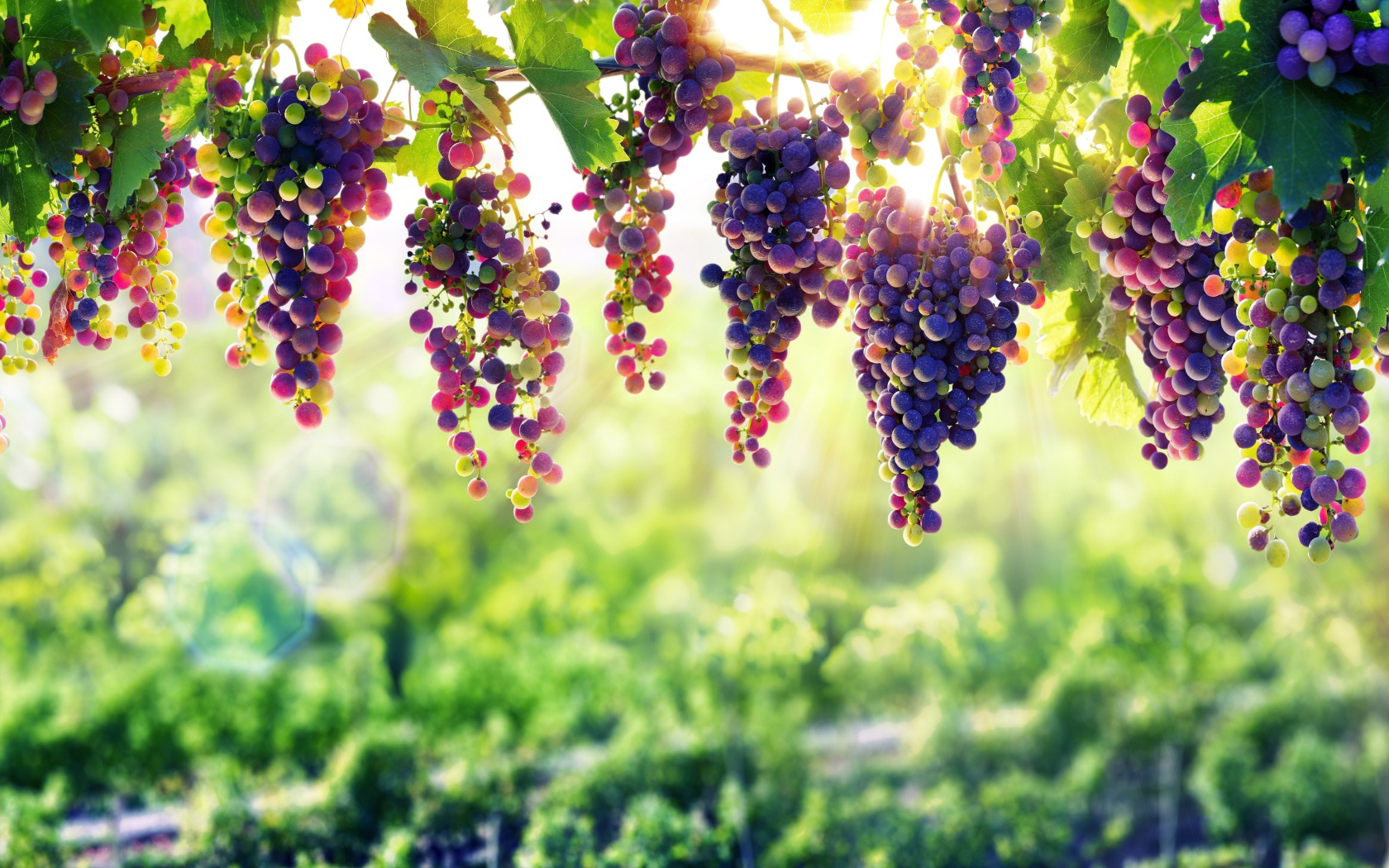 Синий виноград  спеет на солнце