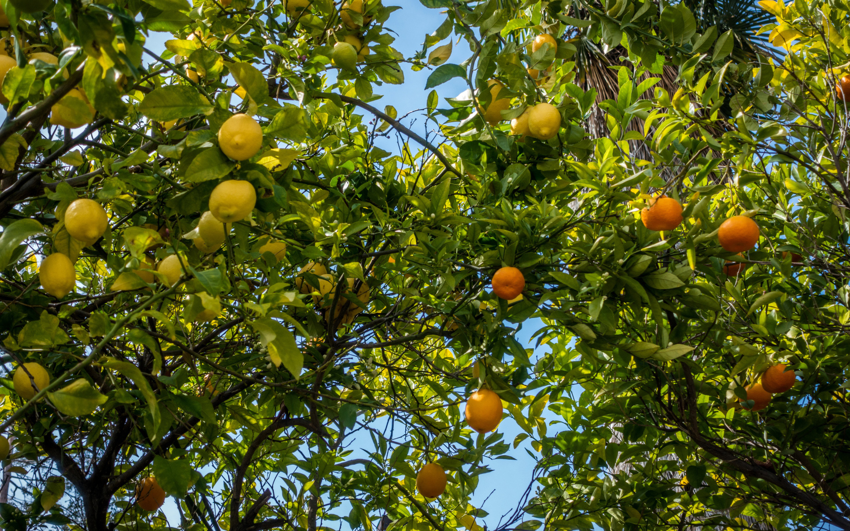 Деревья со спелыми апельсинами и лимонами