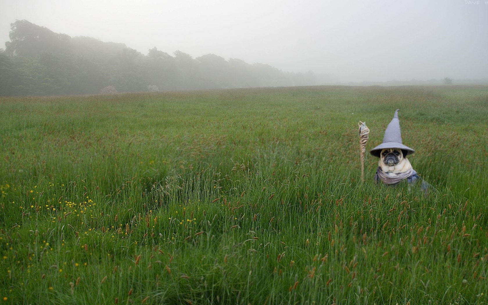 Мопс в костюме Гендальфа в зеленой траве 