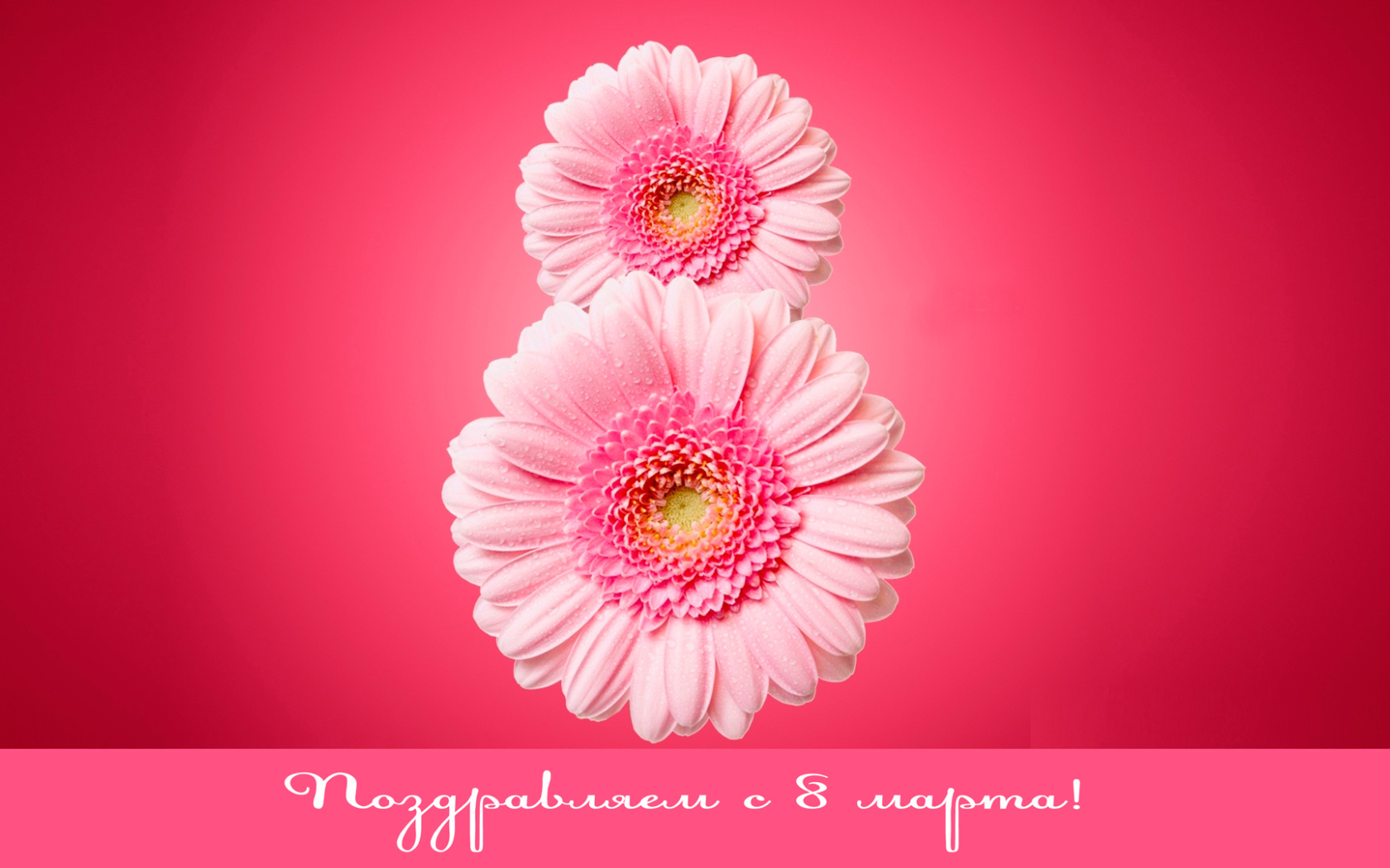 Восьмерка из гербер на 8 Марта