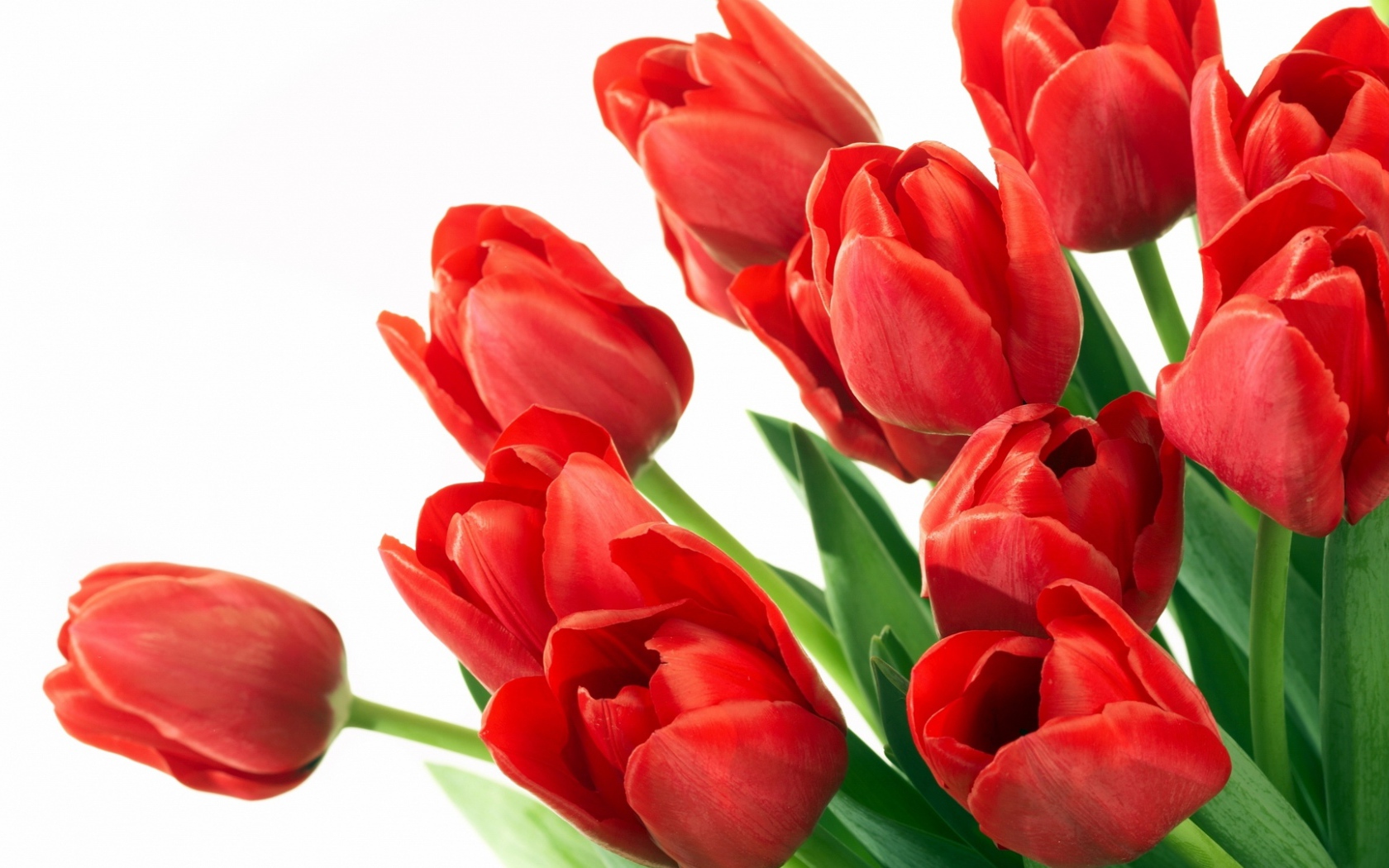 Букет красных тюльпанов для мамы на 8 марта 