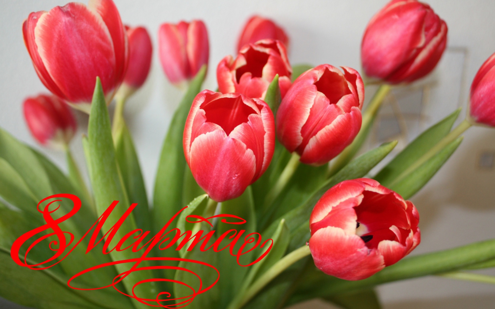 Букет тюльпанов для любимой на 8 марта