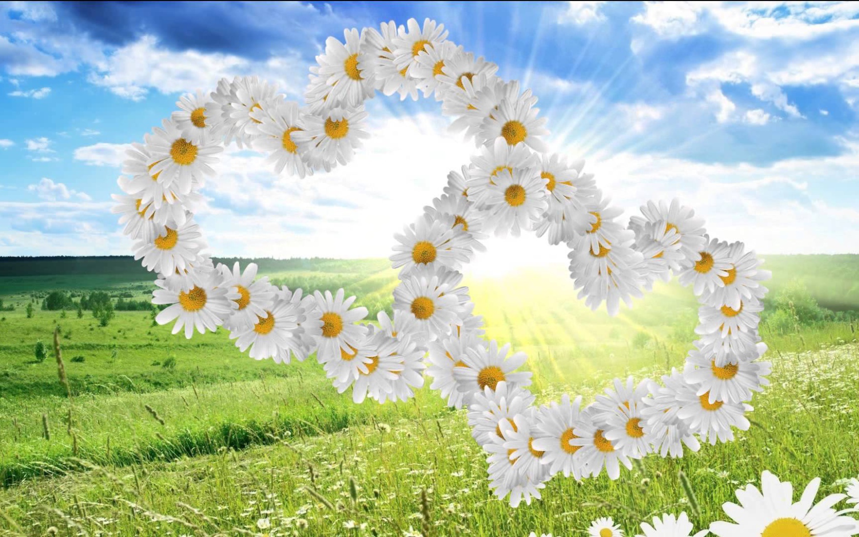 Красивые сердечки из белых ромашек 